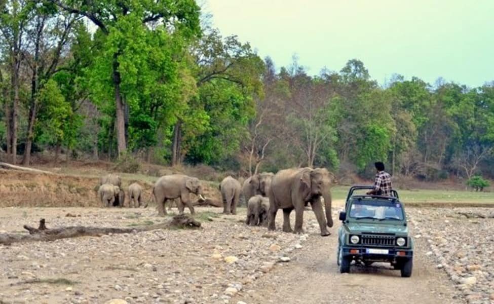 Rajaji National Park Wildlife Safari in Rishikesh5