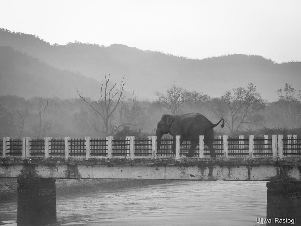 >Jungle Safari inside Rajaji National Park in Rishikesh